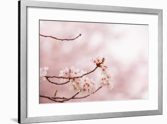 Spring Cherry Blossoms in Soft Spring Light-landio-Framed Art Print