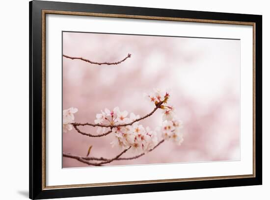 Spring Cherry Blossoms in Soft Spring Light-landio-Framed Art Print