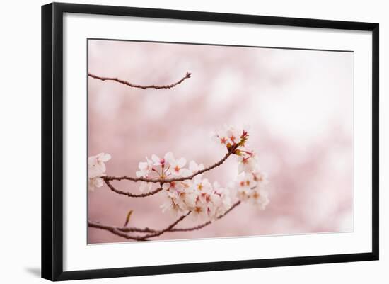 Spring Cherry Blossoms in Soft Spring Light-landio-Framed Art Print