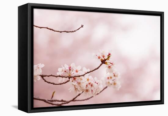 Spring Cherry Blossoms in Soft Spring Light-landio-Framed Stretched Canvas