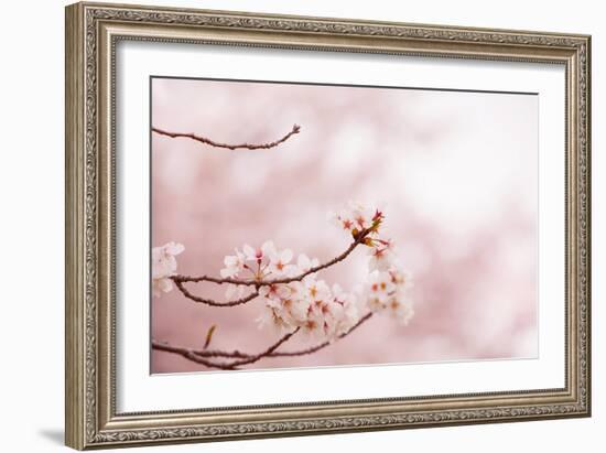 Spring Cherry Blossoms in Soft Spring Light-landio-Framed Art Print