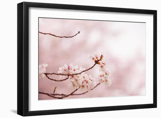 Spring Cherry Blossoms in Soft Spring Light-landio-Framed Art Print