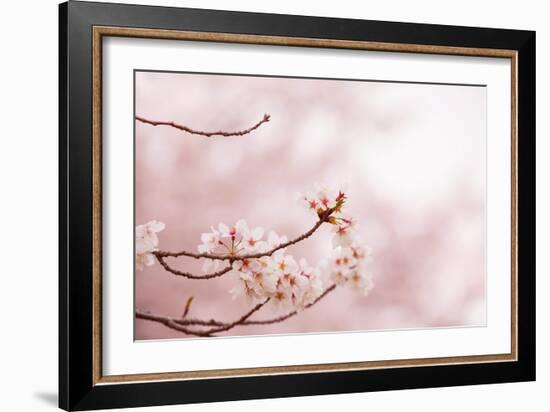 Spring Cherry Blossoms in Soft Spring Light-landio-Framed Art Print