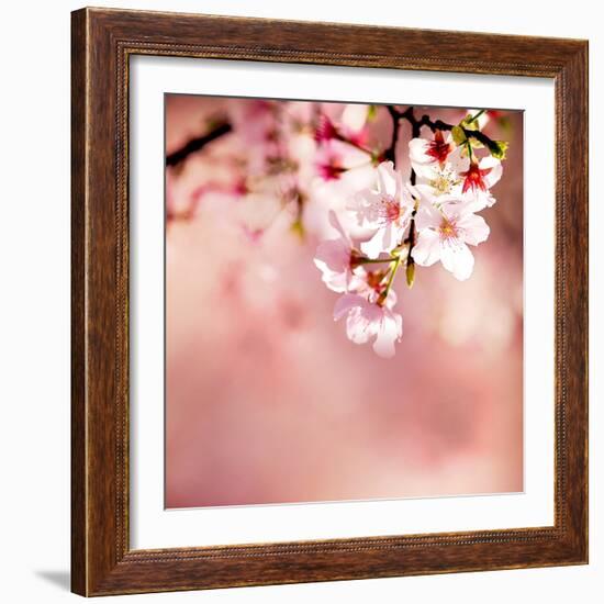Spring Cherry Blossoms-NicholasHan-Framed Photographic Print
