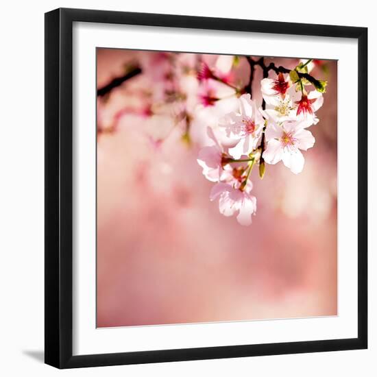 Spring Cherry Blossoms-NicholasHan-Framed Photographic Print