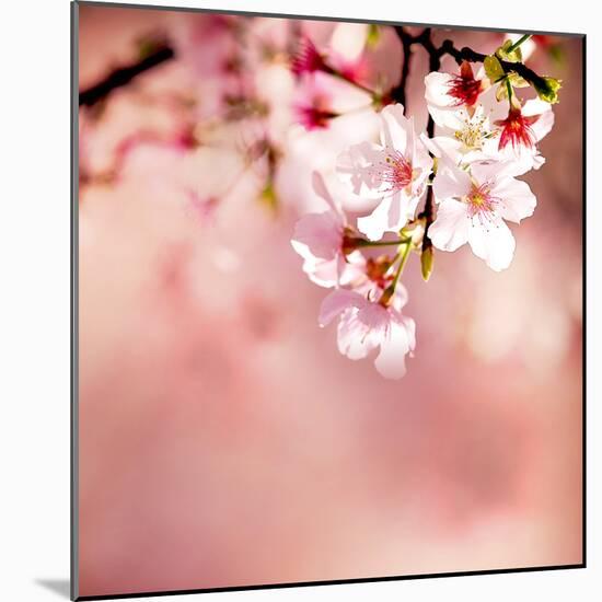 Spring Cherry Blossoms-NicholasHan-Mounted Photographic Print