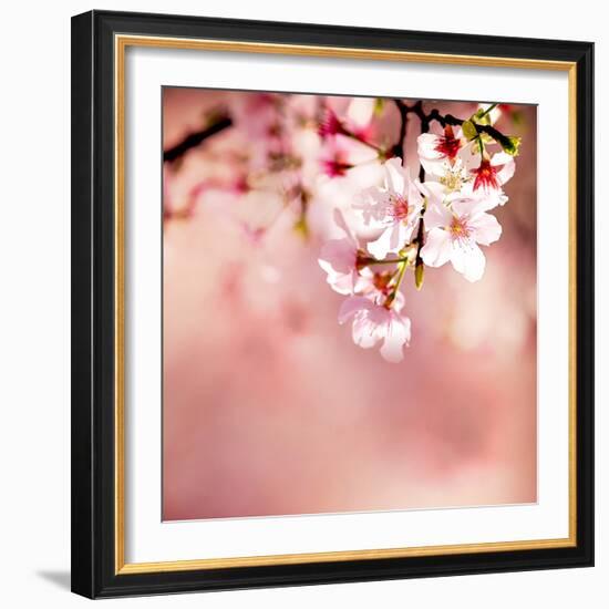 Spring Cherry Blossoms-NicholasHan-Framed Photographic Print