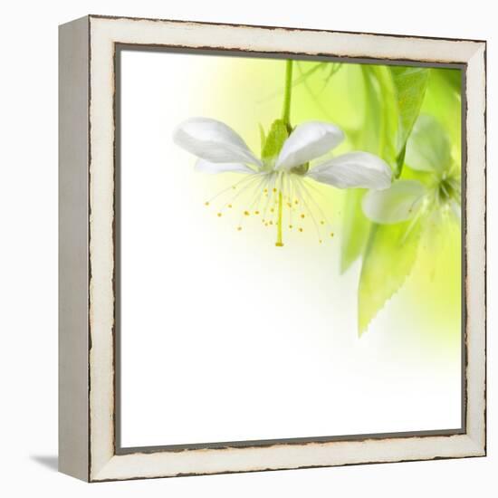 Spring Cherry Flowers-Subbotina Anna-Framed Stretched Canvas