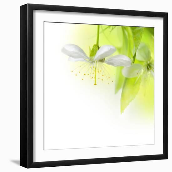 Spring Cherry Flowers-Subbotina Anna-Framed Art Print