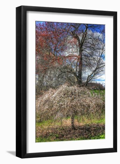 Spring Cherry Tree-Robert Goldwitz-Framed Photographic Print