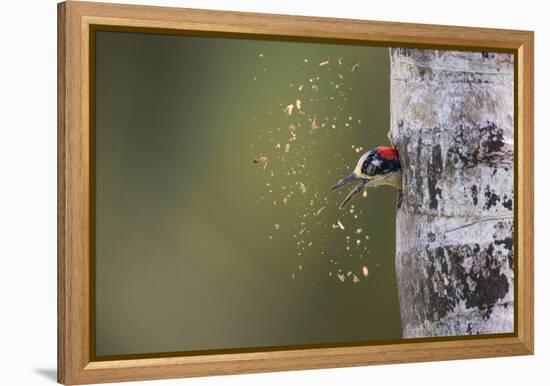 Spring Cleaning-Olof Petterson-Framed Premier Image Canvas