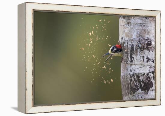 Spring Cleaning-Olof Petterson-Framed Premier Image Canvas