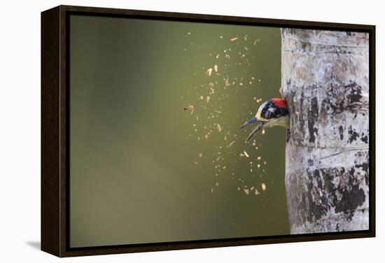 Spring Cleaning-Olof Petterson-Framed Premier Image Canvas