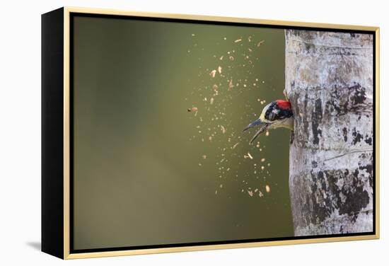 Spring Cleaning-Olof Petterson-Framed Premier Image Canvas