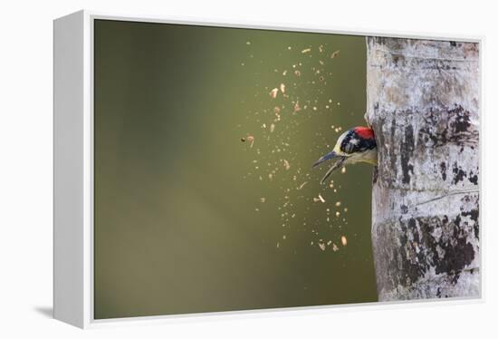 Spring Cleaning-Olof Petterson-Framed Premier Image Canvas