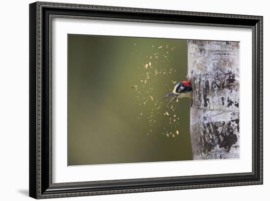 Spring Cleaning-Olof Petterson-Framed Photographic Print