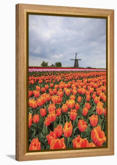 Spring Clouds over Fields of Multicolored Tulips and Windmill, Netherlands-Roberto Moiola-Framed Premier Image Canvas