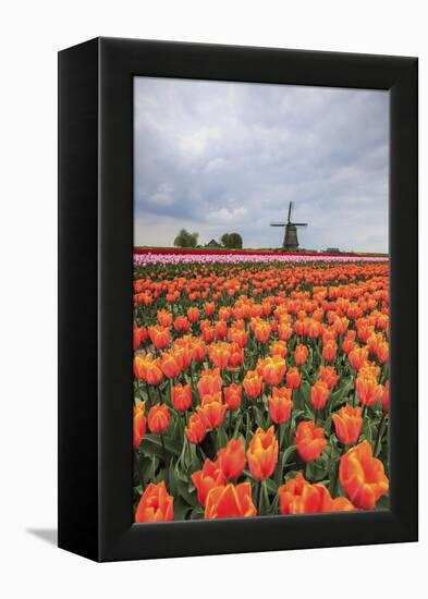 Spring Clouds over Fields of Multicolored Tulips and Windmill, Netherlands-Roberto Moiola-Framed Premier Image Canvas