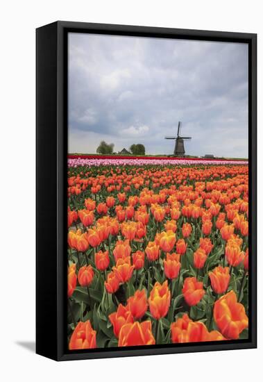 Spring Clouds over Fields of Multicolored Tulips and Windmill, Netherlands-Roberto Moiola-Framed Premier Image Canvas