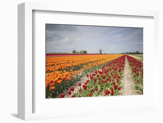 Spring Clouds over Fields of Multicolored Tulips and Windmill, Netherlands-Roberto Moiola-Framed Photographic Print