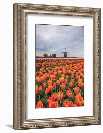 Spring Clouds over Fields of Multicolored Tulips and Windmill, Netherlands-Roberto Moiola-Framed Photographic Print