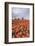 Spring Clouds over Fields of Multicolored Tulips and Windmill, Netherlands-Roberto Moiola-Framed Photographic Print