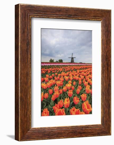 Spring Clouds over Fields of Multicolored Tulips and Windmill, Netherlands-Roberto Moiola-Framed Photographic Print