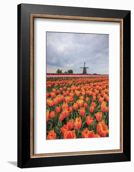 Spring Clouds over Fields of Multicolored Tulips and Windmill, Netherlands-Roberto Moiola-Framed Photographic Print