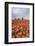 Spring Clouds over Fields of Multicolored Tulips and Windmill, Netherlands-Roberto Moiola-Framed Photographic Print