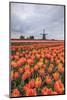 Spring Clouds over Fields of Multicolored Tulips and Windmill, Netherlands-Roberto Moiola-Mounted Photographic Print