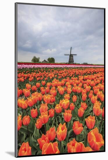 Spring Clouds over Fields of Multicolored Tulips and Windmill, Netherlands-Roberto Moiola-Mounted Photographic Print