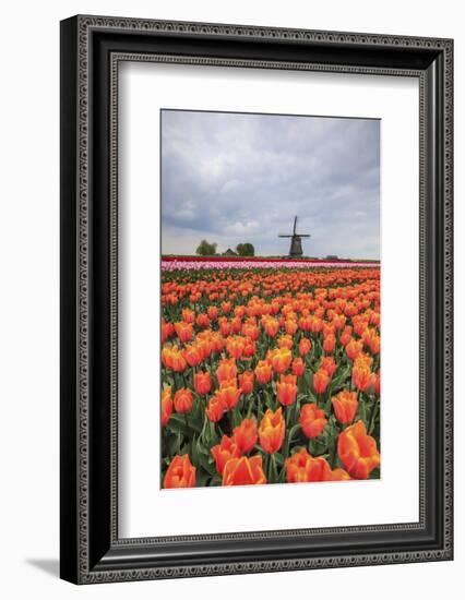 Spring Clouds over Fields of Multicolored Tulips and Windmill, Netherlands-Roberto Moiola-Framed Photographic Print