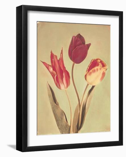 Spring Color I-Amy Melious-Framed Art Print