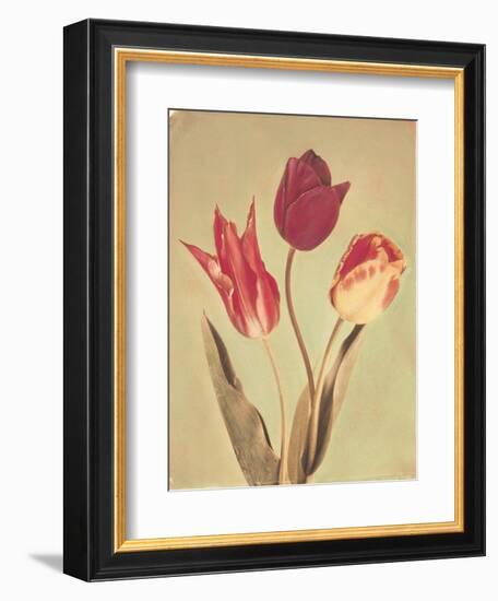 Spring Color I-Amy Melious-Framed Art Print
