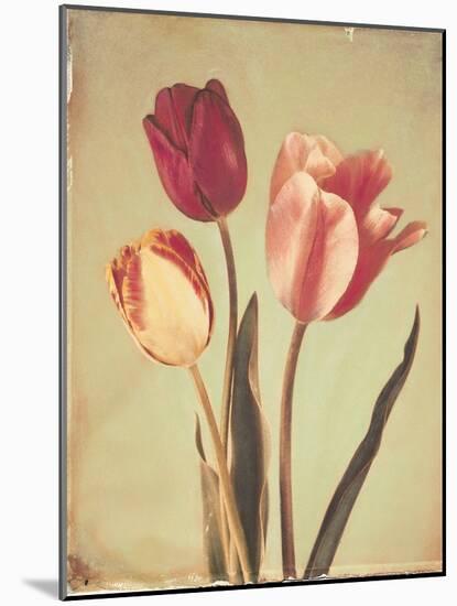Spring Color II-Amy Melious-Mounted Art Print