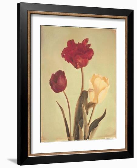 Spring Color IV-Amy Melious-Framed Art Print