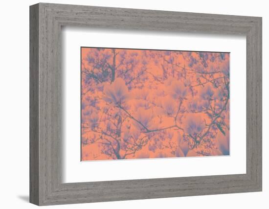 Spring Colored Magnolia-Philippe Sainte-Laudy-Framed Photographic Print