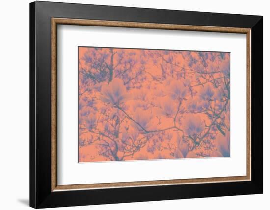 Spring Colored Magnolia-Philippe Sainte-Laudy-Framed Photographic Print