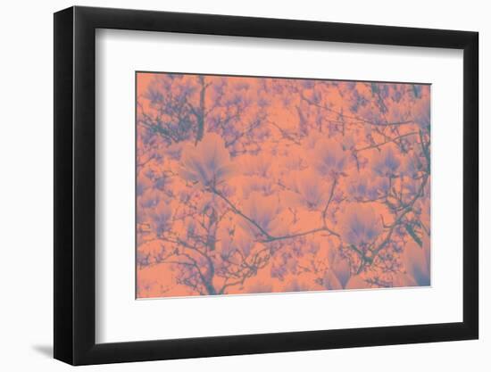 Spring Colored Magnolia-Philippe Sainte-Laudy-Framed Photographic Print