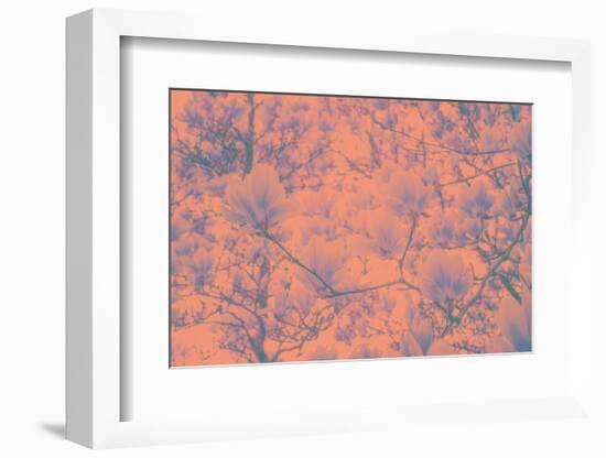 Spring Colored Magnolia-Philippe Sainte-Laudy-Framed Photographic Print