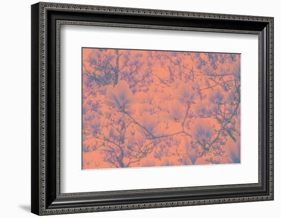 Spring Colored Magnolia-Philippe Sainte-Laudy-Framed Photographic Print