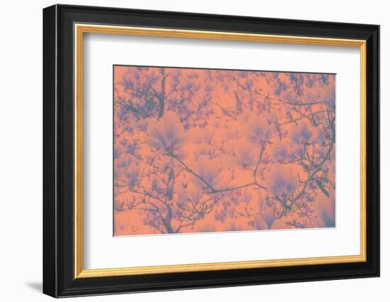 Spring Colored Magnolia-Philippe Sainte-Laudy-Framed Photographic Print