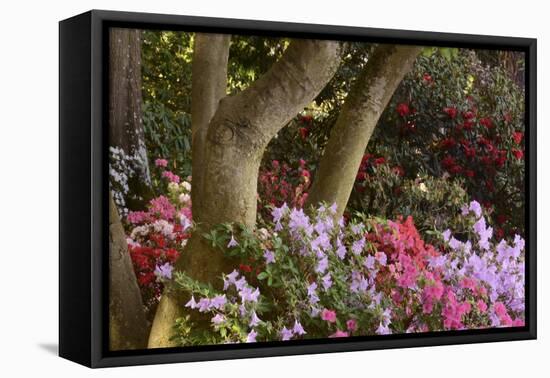 Spring Colors at Crystal Springs Rhododendron Garden, Oregon, USA-Michel Hersen-Framed Premier Image Canvas