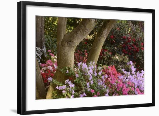 Spring Colors at Crystal Springs Rhododendron Garden, Oregon, USA-Michel Hersen-Framed Photographic Print