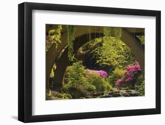 Spring Colors at Crystal Springs Rhododendron Garden, Oregon, USA-Michel Hersen-Framed Photographic Print