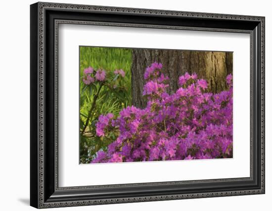 Spring Colors at Crystal Springs Rhododendron Garden, Oregon, USA-Michel Hersen-Framed Photographic Print