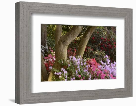 Spring Colors at Crystal Springs Rhododendron Garden, Oregon, USA-Michel Hersen-Framed Photographic Print
