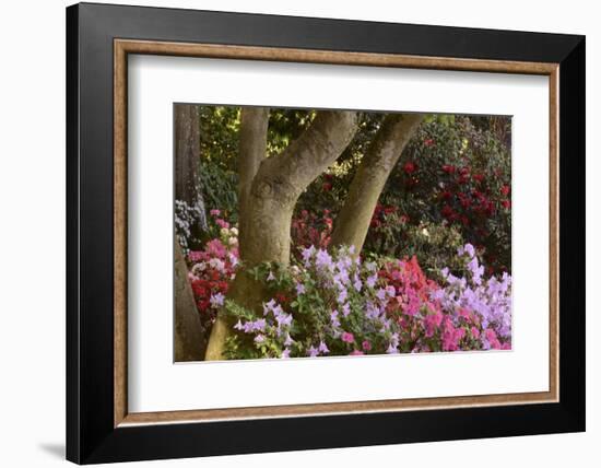 Spring Colors at Crystal Springs Rhododendron Garden, Oregon, USA-Michel Hersen-Framed Photographic Print