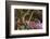 Spring Colors at Crystal Springs Rhododendron Garden, Oregon, USA-Michel Hersen-Framed Photographic Print