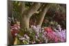 Spring Colors at Crystal Springs Rhododendron Garden, Oregon, USA-Michel Hersen-Mounted Photographic Print